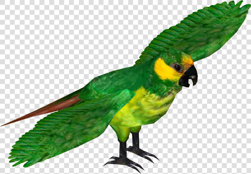 Yellow Eared Parrot   Png Download  Transparent PngTransparent PNG