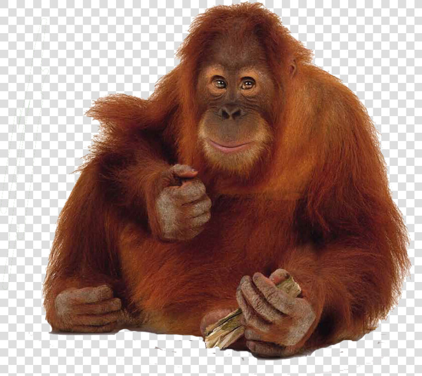 Orang Utan Png  Transparent PngTransparent PNG