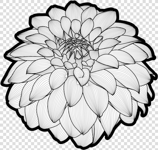 Botany plant flower   Common Zinnia  HD Png DownloadTransparent PNG