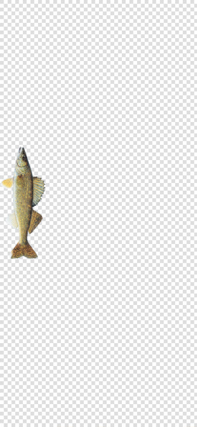 South Dakota State Fish  HD Png DownloadTransparent PNG