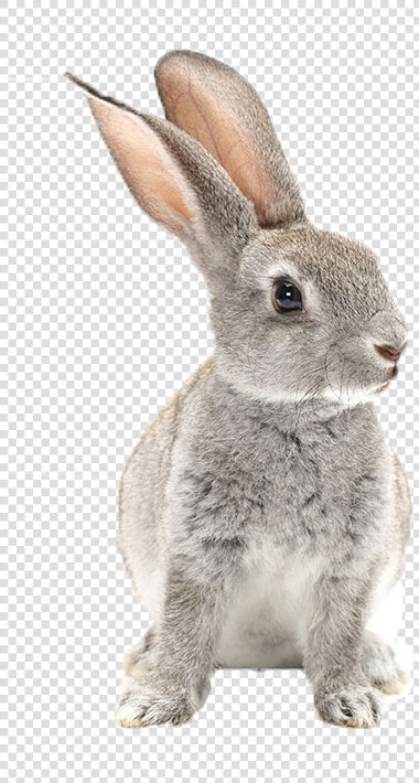 Bunnies Png Transparent Image   Rabbit Black And White Print  Png DownloadTransparent PNG