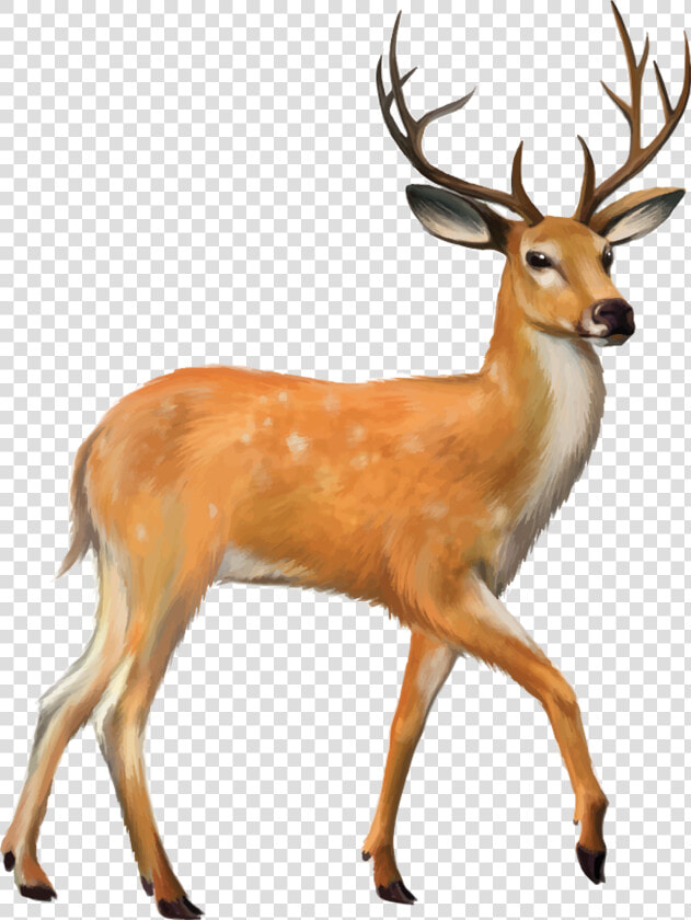 Deer Png Photo Background   Deer Images Png  Transparent PngTransparent PNG