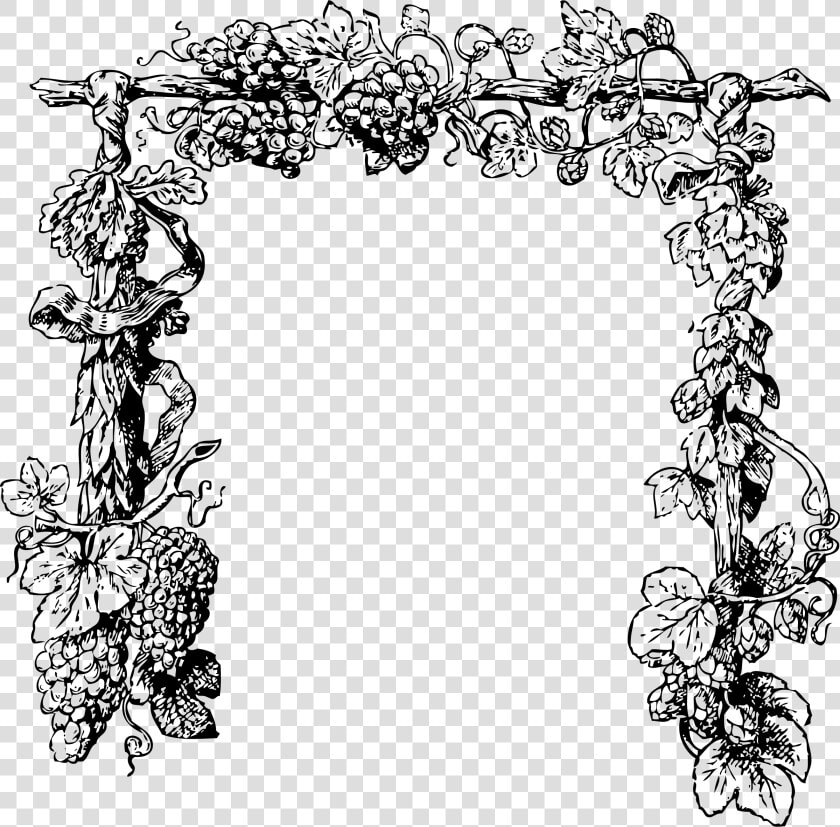 Pumpkin Vine Png Black And White   Transparent Grape Vine Border  Png DownloadTransparent PNG