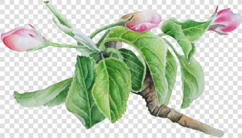 Dogwood Vector Tree   Bay Laurel  HD Png DownloadTransparent PNG