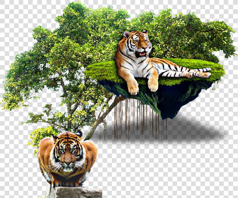  pic  tiger  picsart  picsartphoto  picsarteffects   Tropical Rainforest Trees Png  Transparent PngTransparent PNG