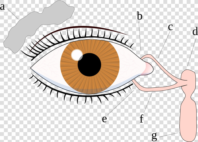 Eyes Crying Png Clip Art Black And White Library   Eye Does A Tear Come  Transparent PngTransparent PNG