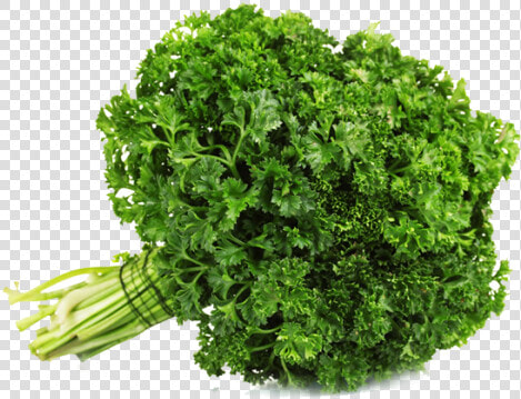 Clip Art Parsley Bunch   Parsley Curly  HD Png DownloadTransparent PNG