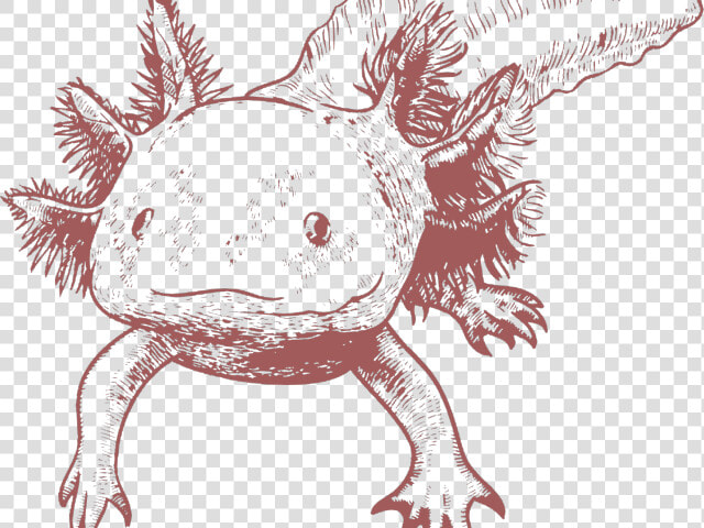 Axolotl Clipart Black And White   Axolotl Png  Transparent PngTransparent PNG