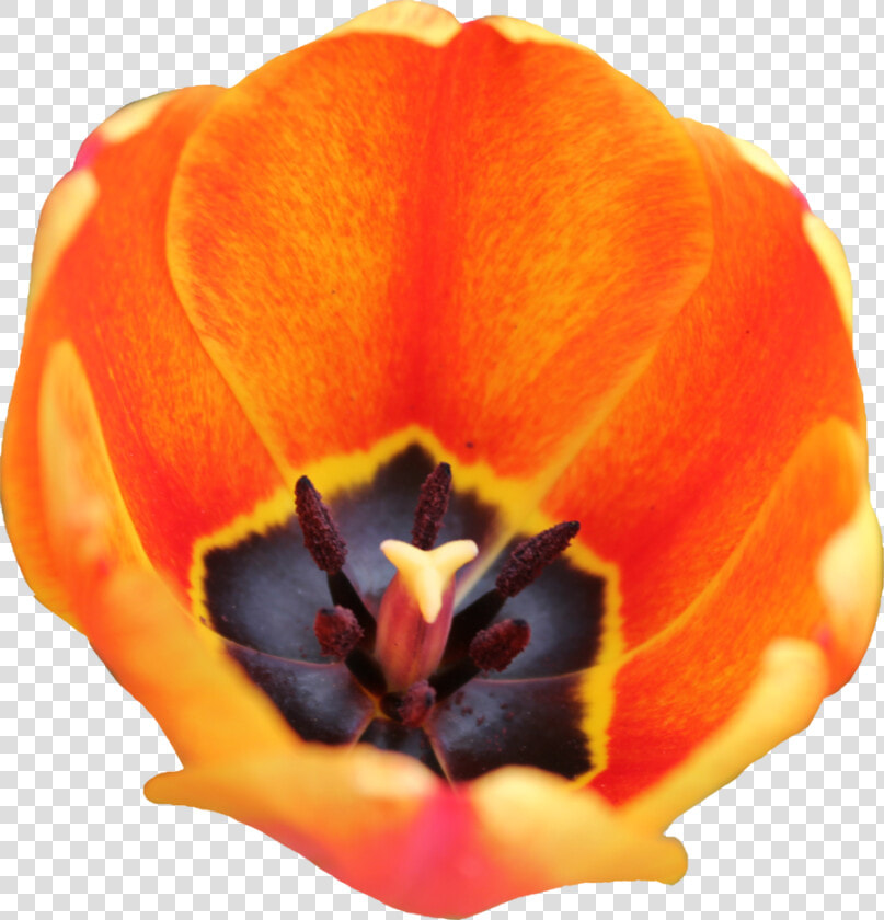 Flax leaved Tulip  HD Png DownloadTransparent PNG