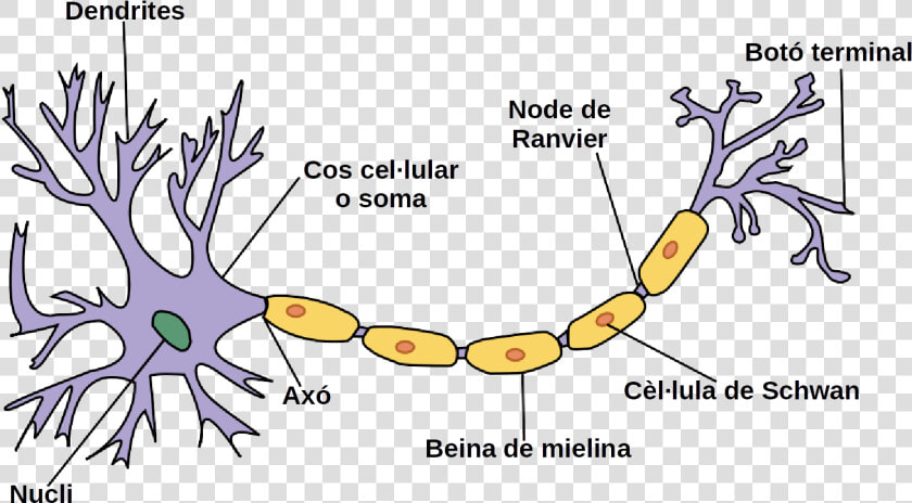 Neurona Wiki Cat   Parts Of The Neuron  HD Png DownloadTransparent PNG