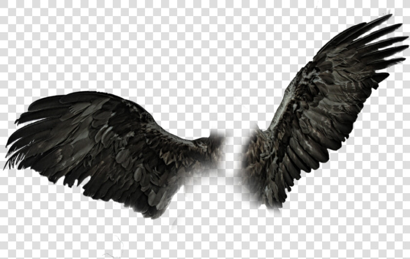 Dark Wings Png Black Wings Pngs   Black Wings Png  Transparent PngTransparent PNG