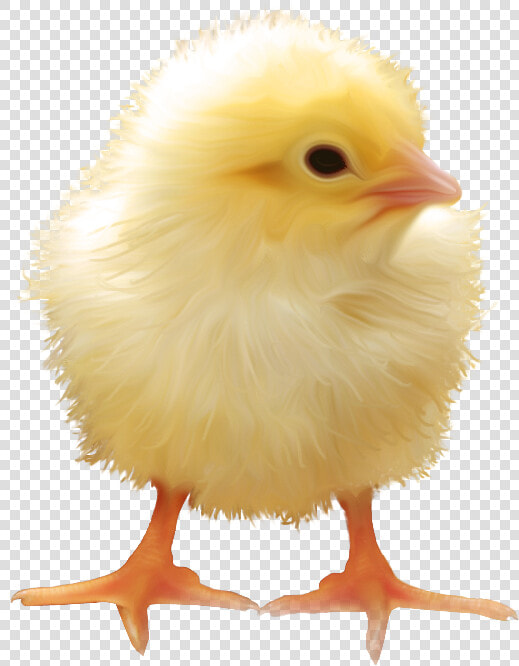 Yellow Chick Png Download   Chick Clipart Baby Chicken Transparent  Png DownloadTransparent PNG