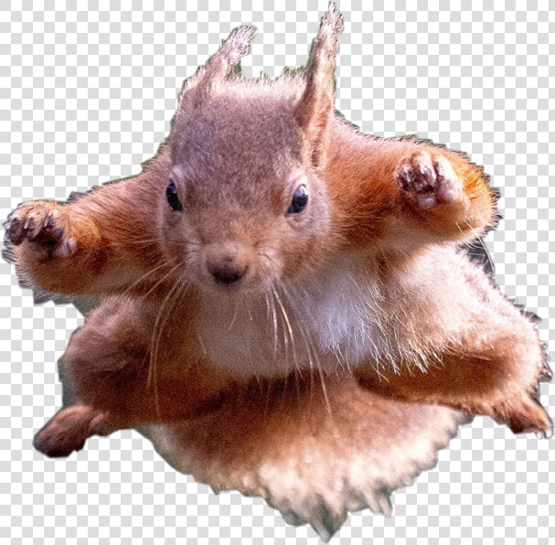  flying  squirrel  petsandanimals  remixit  freetoedit   Squirrels Doing Superhero Poses  HD Png DownloadTransparent PNG