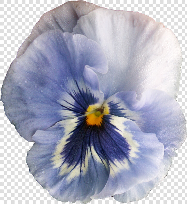 Pansy  HD Png DownloadTransparent PNG