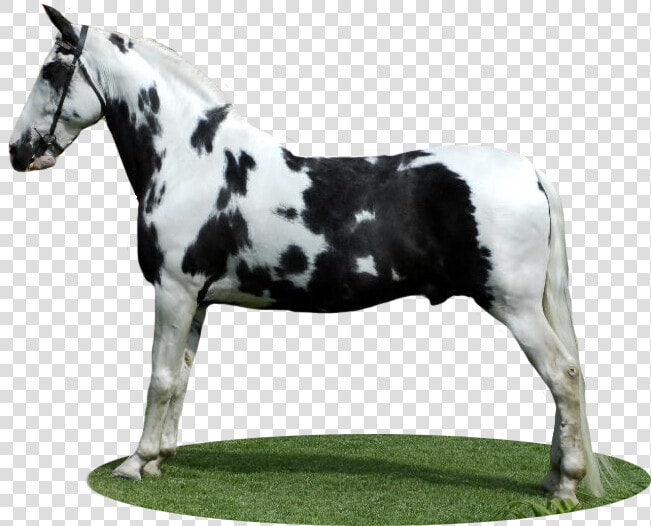 Stallion  HD Png DownloadTransparent PNG