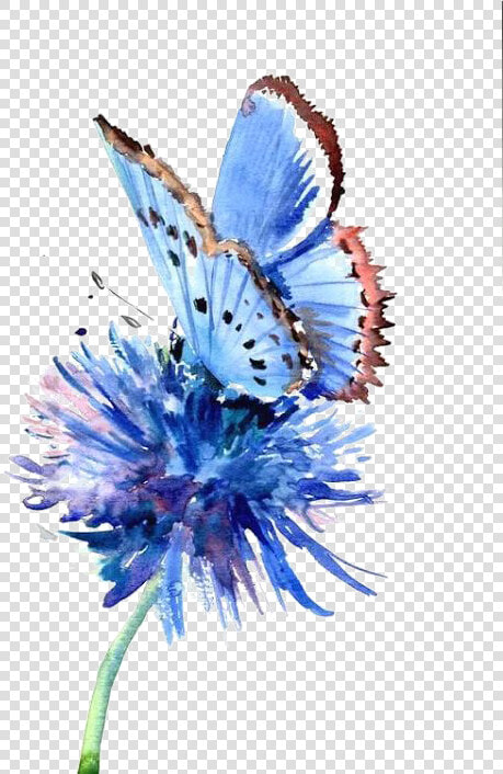 Cornflower Drawing Blue   Watercolor Butterfly Drawing  HD Png DownloadTransparent PNG