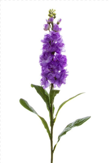 Fernleaf Lavender  HD Png DownloadTransparent PNG