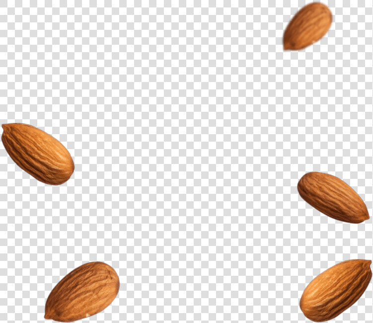 Almond Png   Almond  Transparent PngTransparent PNG