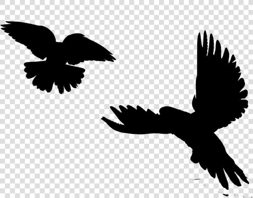 Image Silhouette Eagle Bird Clip Art   Red tailed Hawk  HD Png DownloadTransparent PNG