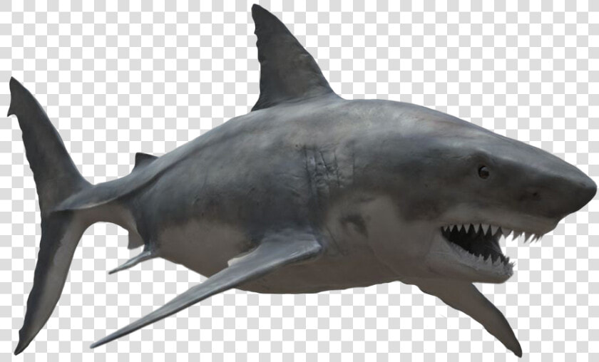 Transparent Great White Shark Png   Great White Shark Png  Png DownloadTransparent PNG