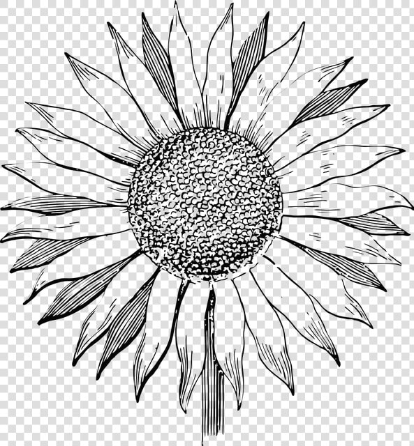 Transparent Blume Clipart  HD Png DownloadTransparent PNG