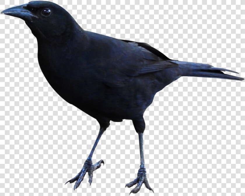 Raven Png Clipart   Raven Gif Png  Transparent PngTransparent PNG