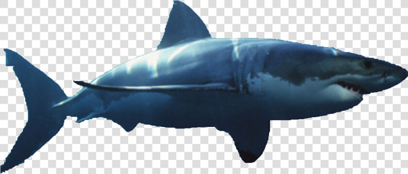 Bull Shark Png   Great White Shark Transparent Background  Png DownloadTransparent PNG