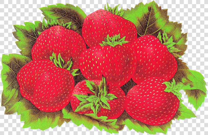 Fruit Strawberry Digital Download Image   Strawberry  HD Png DownloadTransparent PNG