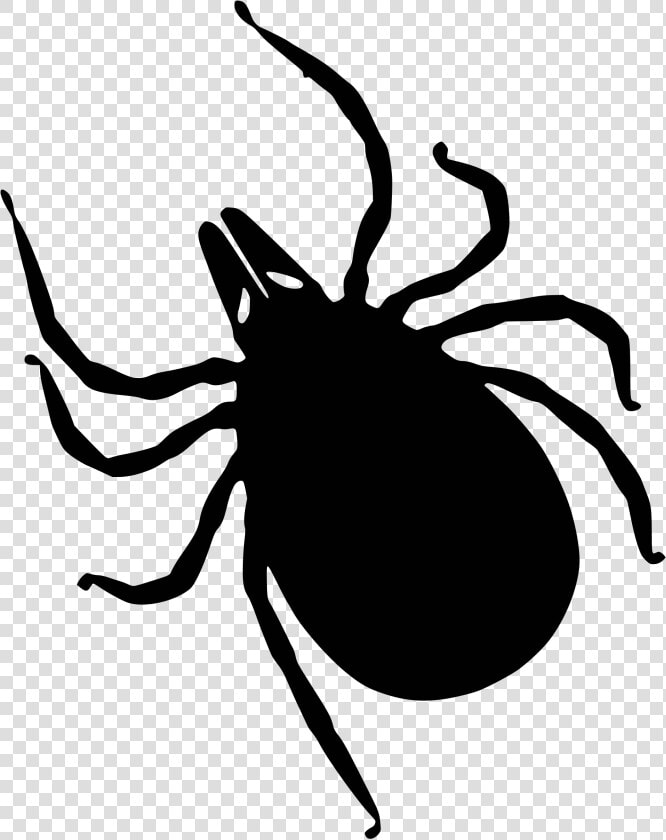 Tick Insect Png   Ticks Clipart  Transparent PngTransparent PNG