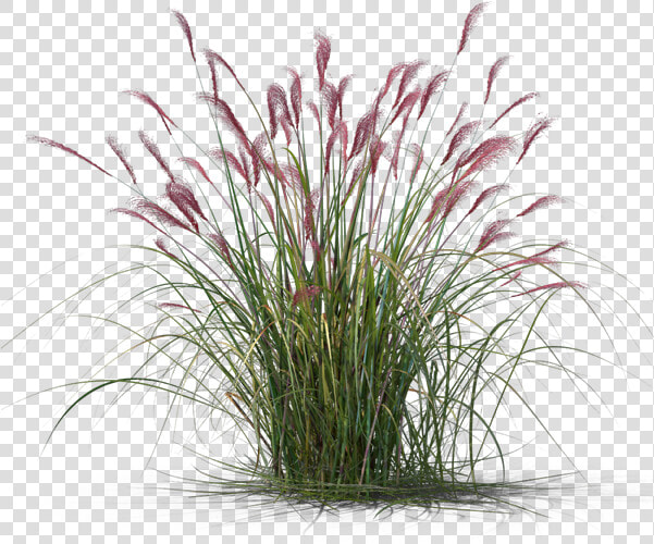 Transparent Ornamental Grass Png  Png DownloadTransparent PNG