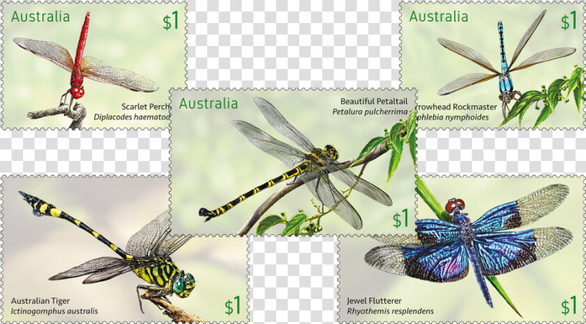 Australia Post Dragonfly Stamps  HD Png DownloadTransparent PNG