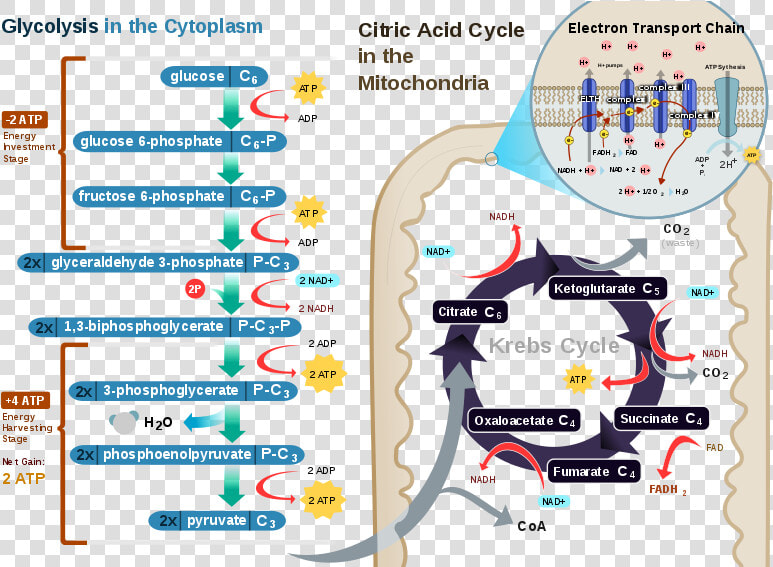 Transparent Photosynthesis Png   Redox Reaction In Human Body  Png DownloadTransparent PNG