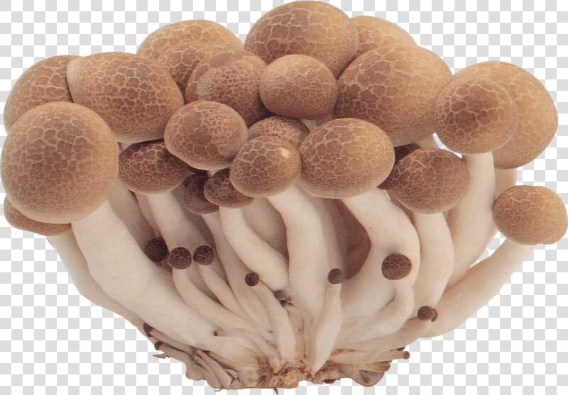 Mushrooms Png Image   Mushrooms Png  Transparent PngTransparent PNG