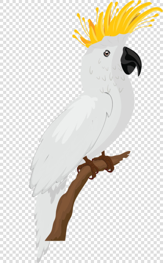 Sketsa Gambar Burung Warna  HD Png DownloadTransparent PNG