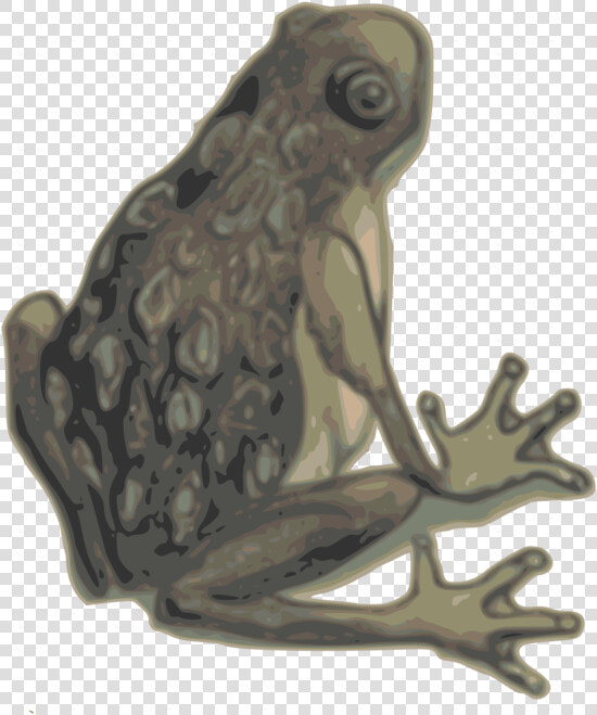 Bufo toad true Frog   Eastern Spadefoot  HD Png DownloadTransparent PNG