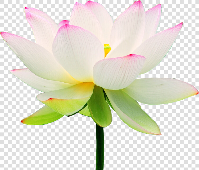 Clip Art Lotus Flower Wallpaper   Lotus Flower  HD Png DownloadTransparent PNG