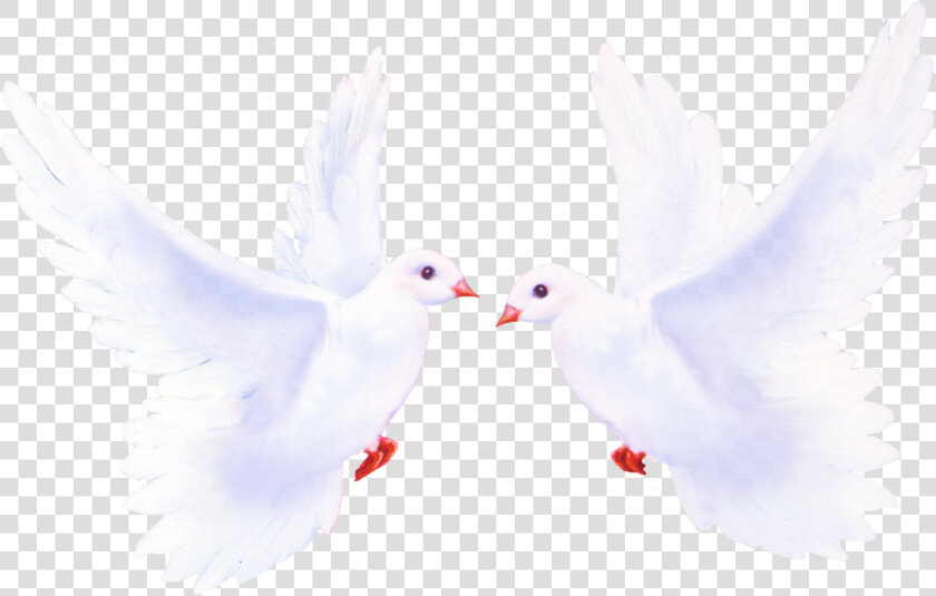 Pigeon Png Image Free Download   Международным Днем Семьи 15 Мая  Transparent PngTransparent PNG