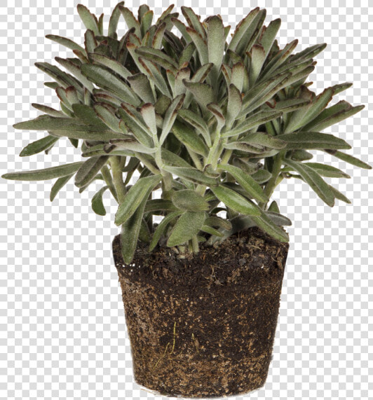 Panda Plant   Flowerpot  HD Png DownloadTransparent PNG