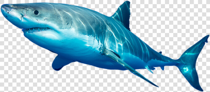 Photo Of White Shark   Swordfish  HD Png DownloadTransparent PNG