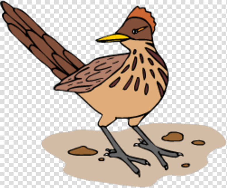 Interesting Facts About Roadrunners  HD Png DownloadTransparent PNG