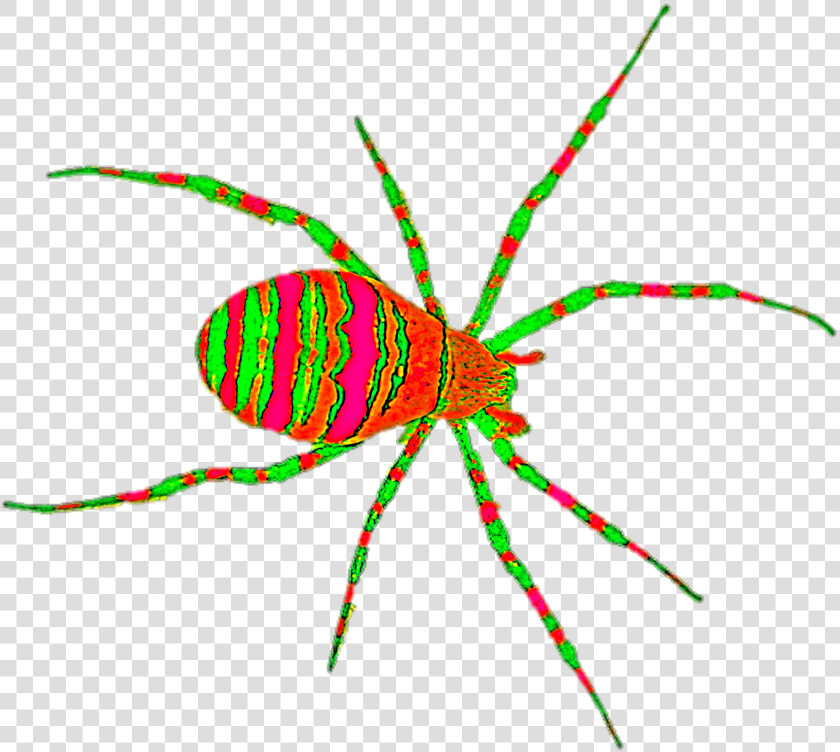 Orb weaver Spider  HD Png DownloadTransparent PNG