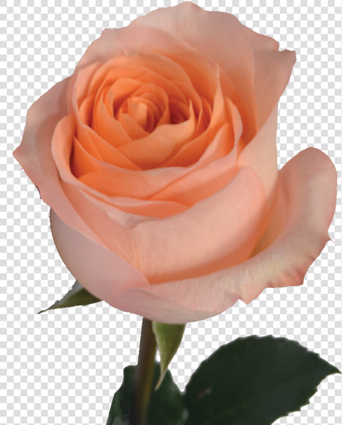 Floribunda  HD Png DownloadTransparent PNG