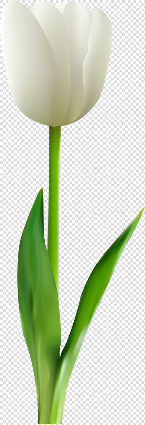 Clip Art Tulips Transprent   White Tulip Flower Png  Transparent PngTransparent PNG