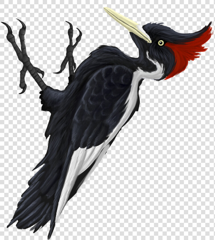 Ivory billed Woodpecker  HD Png DownloadTransparent PNG