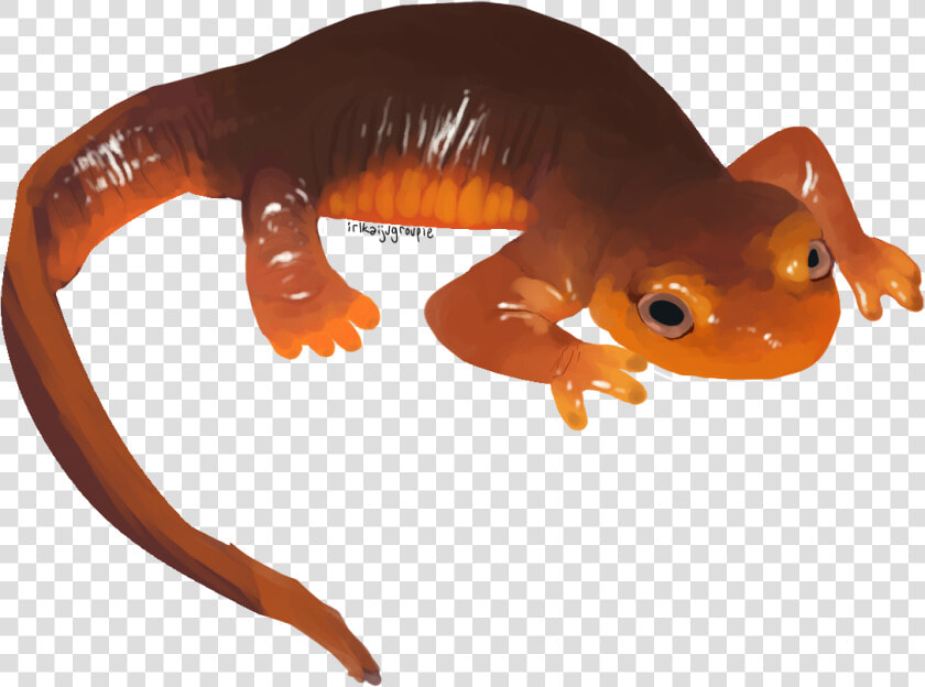 California Newt Png  Transparent PngTransparent PNG