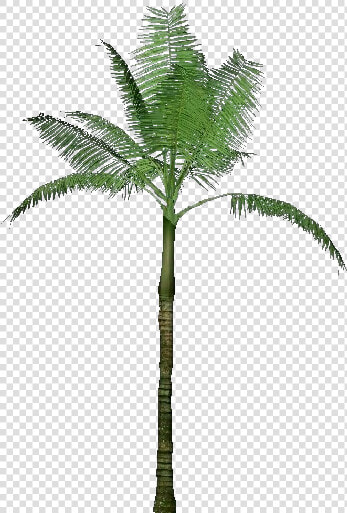 3d Trees   Dictyosperma Album   Acca Software   Zoo Tycoon 2 Trees Palm  HD Png DownloadTransparent PNG