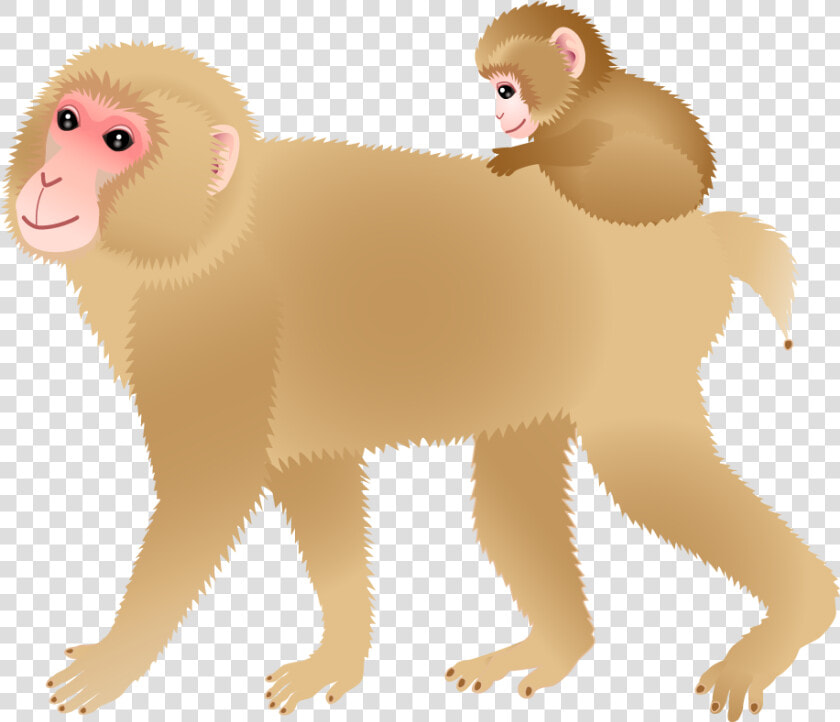 White headed Capuchin  HD Png DownloadTransparent PNG