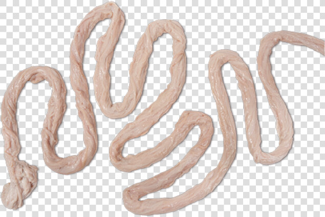 Pig Intestine Transparent Png  Png DownloadTransparent PNG