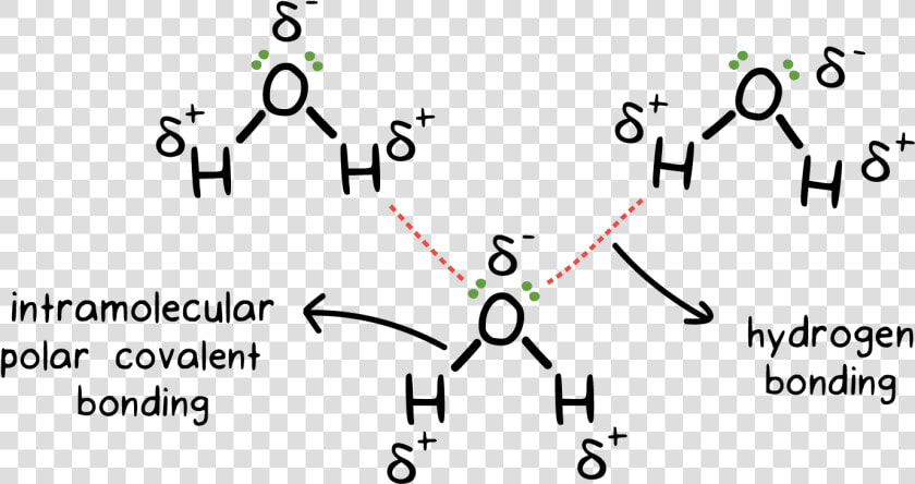 H2o Drawing Chemical Bond   Intermolecular Hydrogen Bonding In Water  HD Png DownloadTransparent PNG