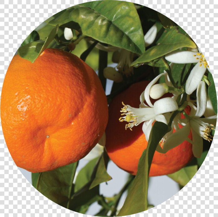 Flor De Mandarina  HD Png DownloadTransparent PNG